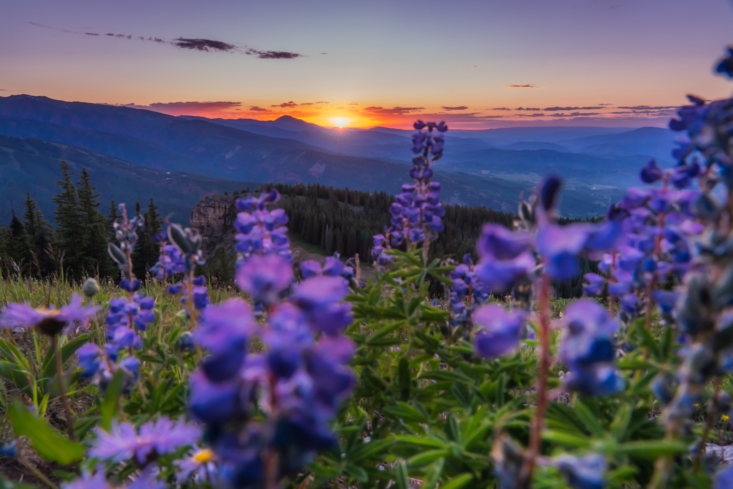 Scenic summer flowers and sun rise in Aspen.